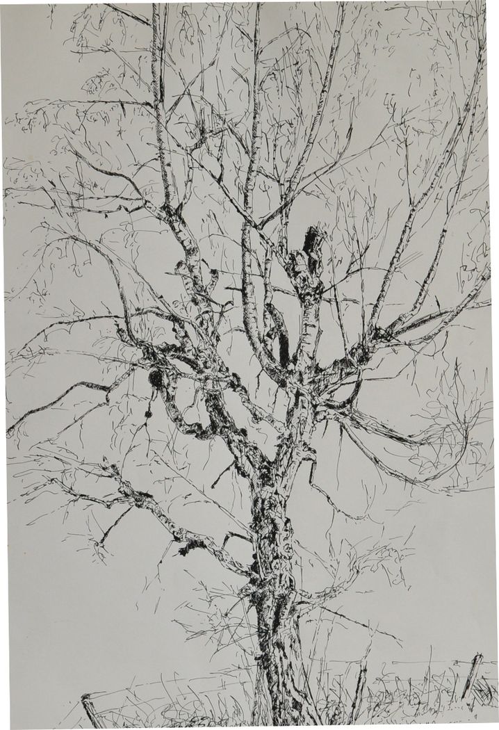 Birke am Straßenrand